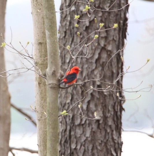 Scarlet Tanager - ML98122641