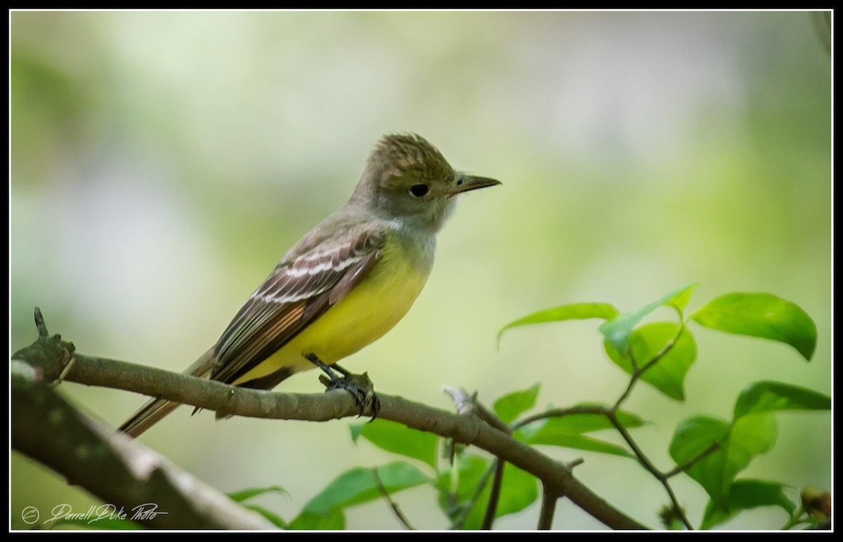 Great Crested Flycatcher - ML98122701