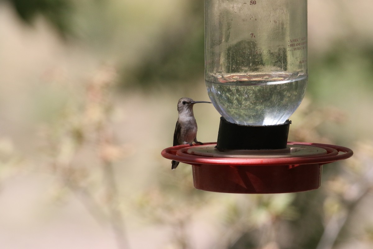 Anna's Hummingbird - ML98132331