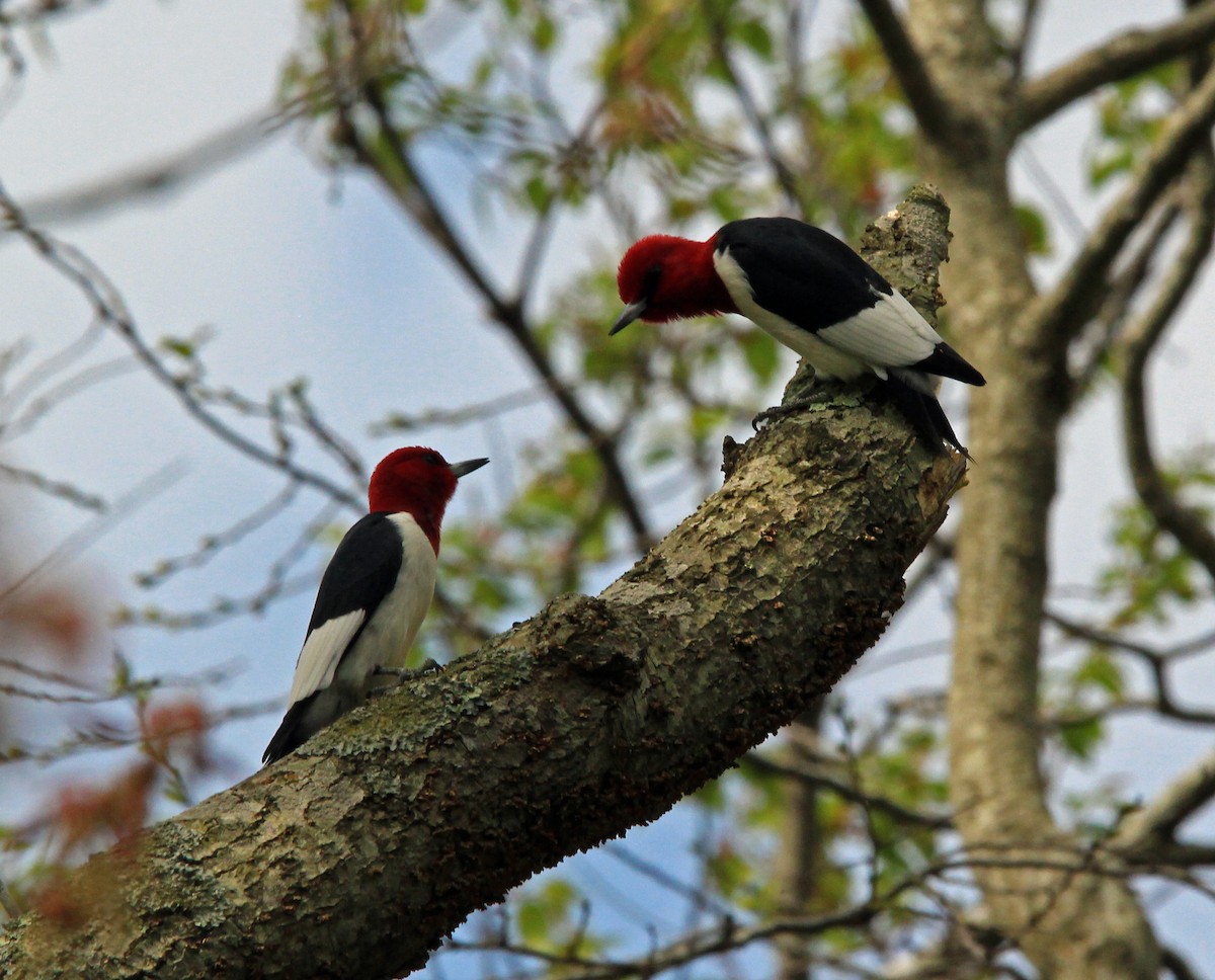Red-headed Woodpecker - Laura Campbell