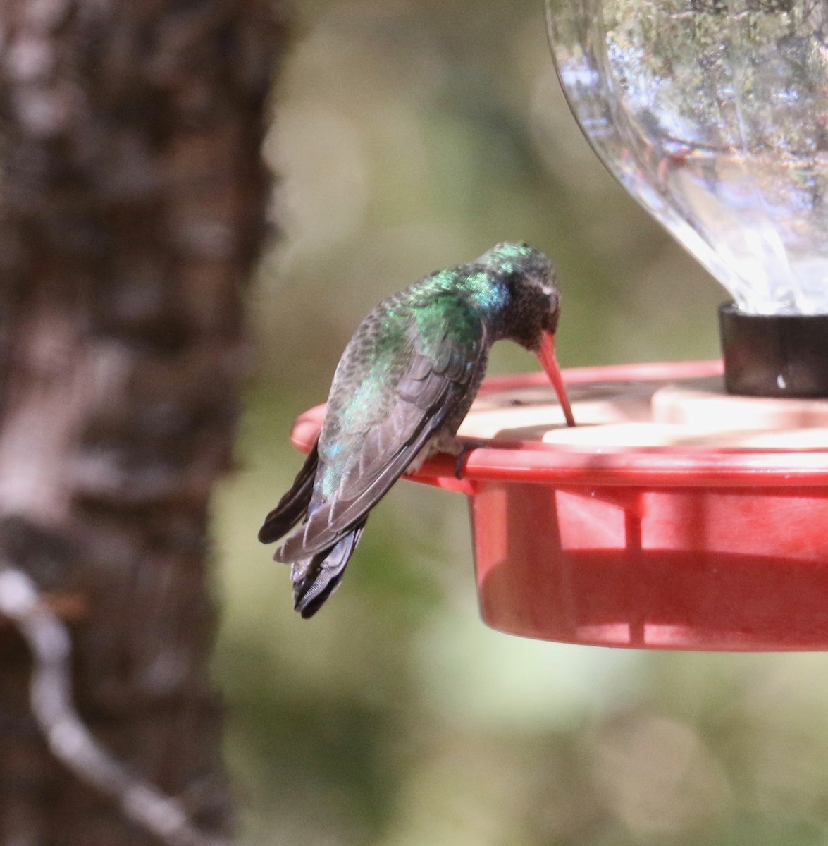 Broad-billed Hummingbird - ML98136361