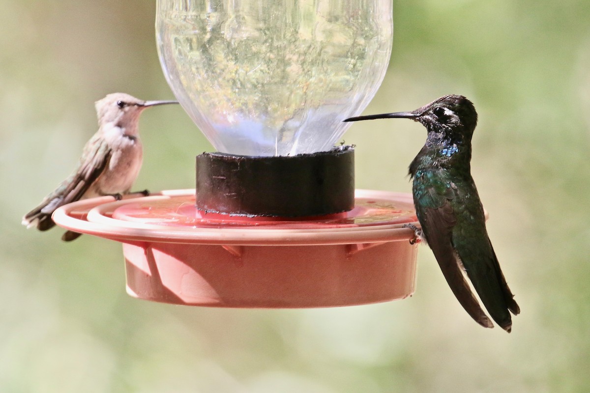 Rivoli's Hummingbird - Millie and Peter Thomas
