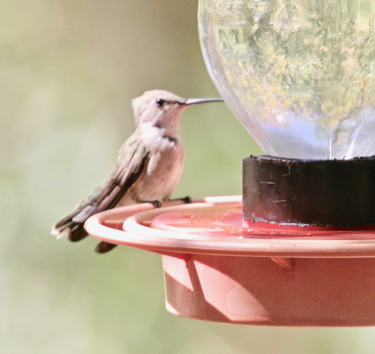 Black-chinned Hummingbird - ML98136671