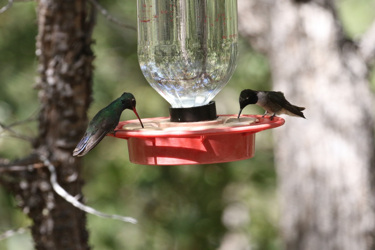Black-chinned Hummingbird - ML98136701