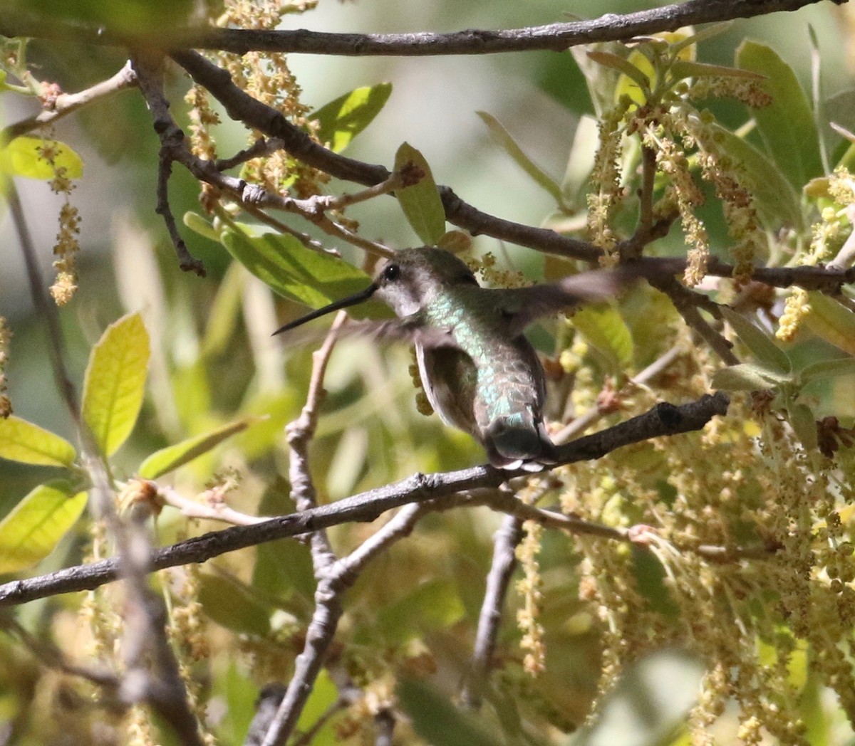 Anna's Hummingbird - ML98136891