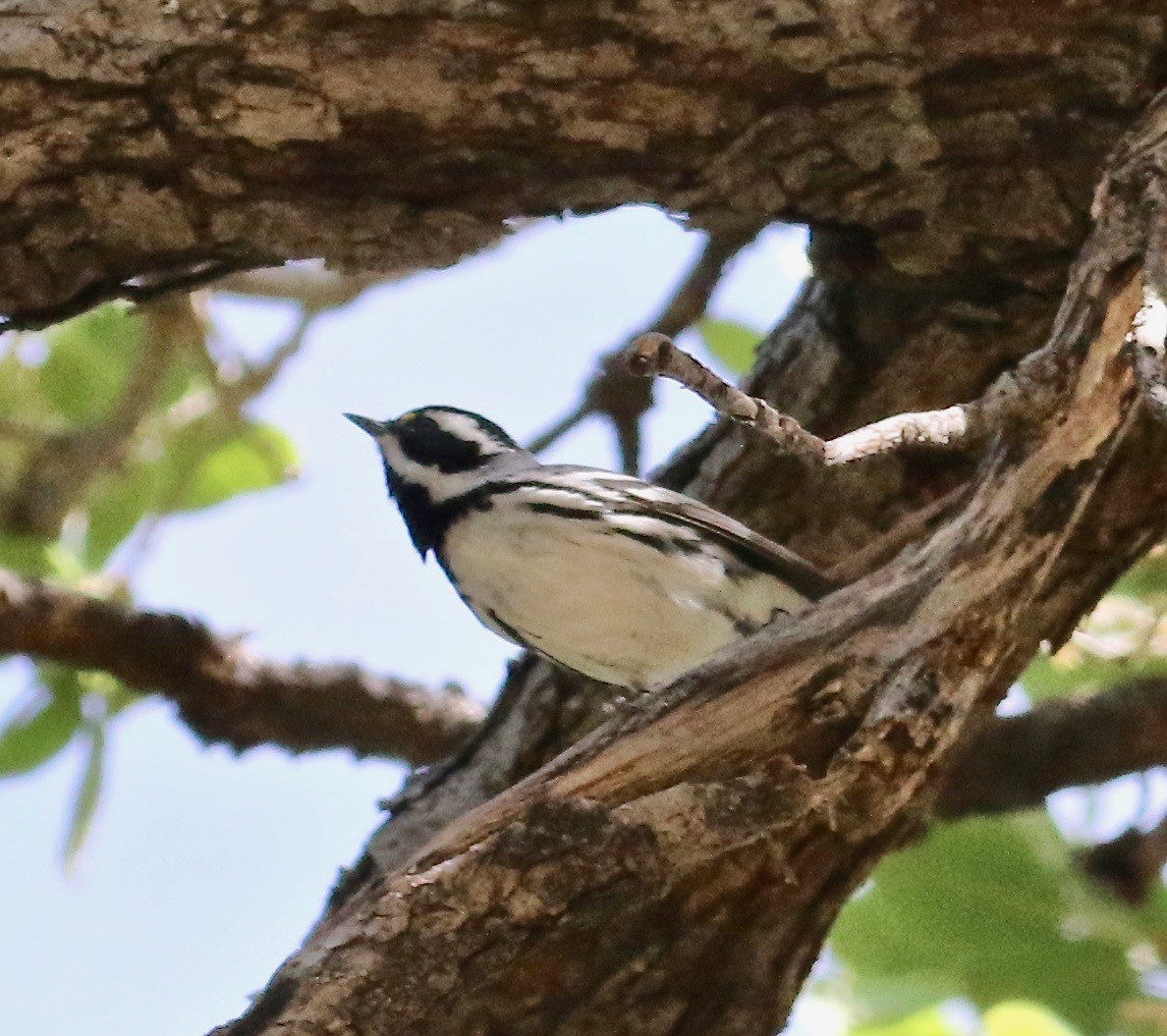 Black-throated Gray Warbler - Millie and Peter Thomas