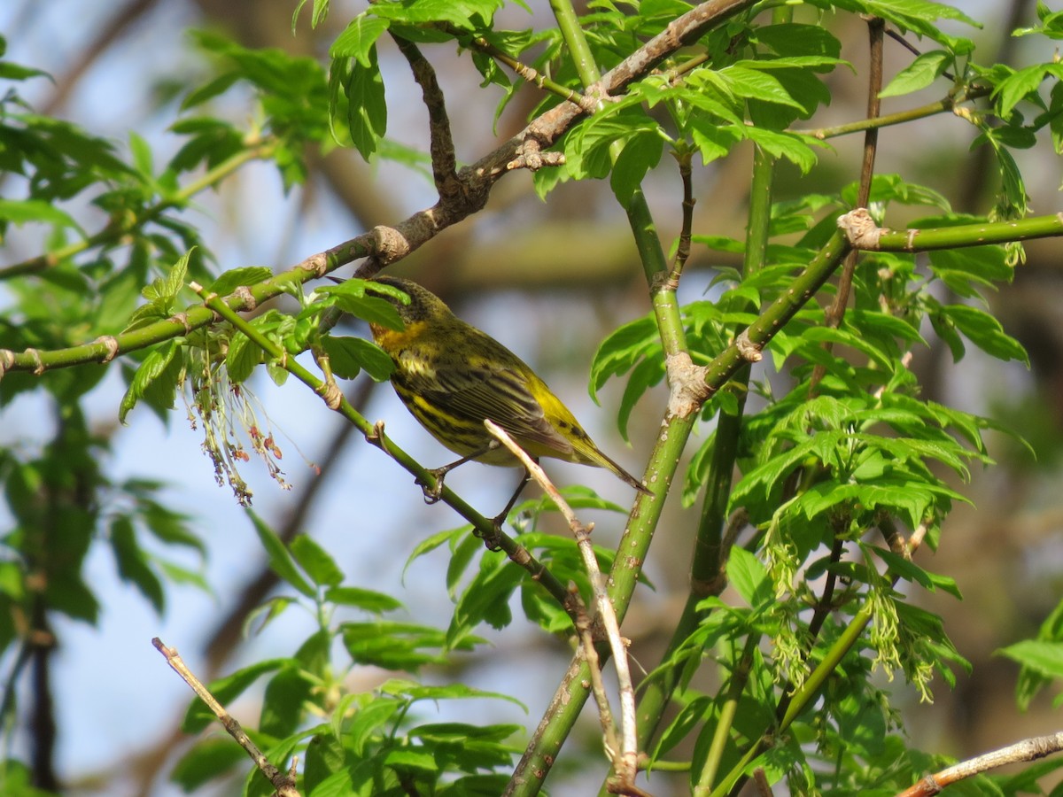 Cape May Warbler - ML98142951
