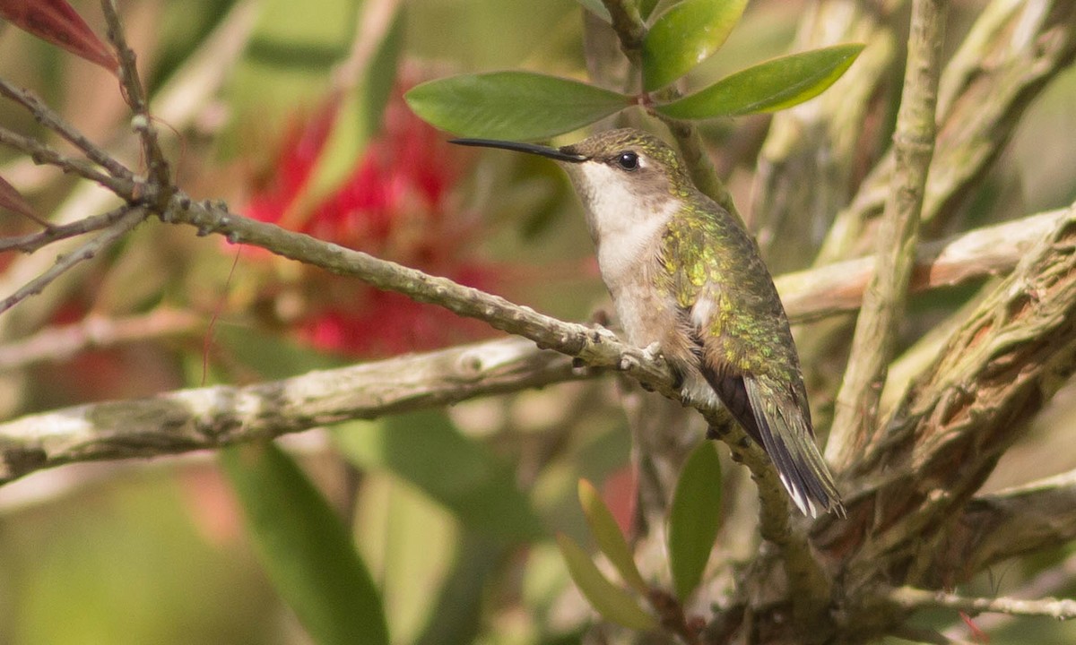 Ruby-throated Hummingbird - Paul Fenwick