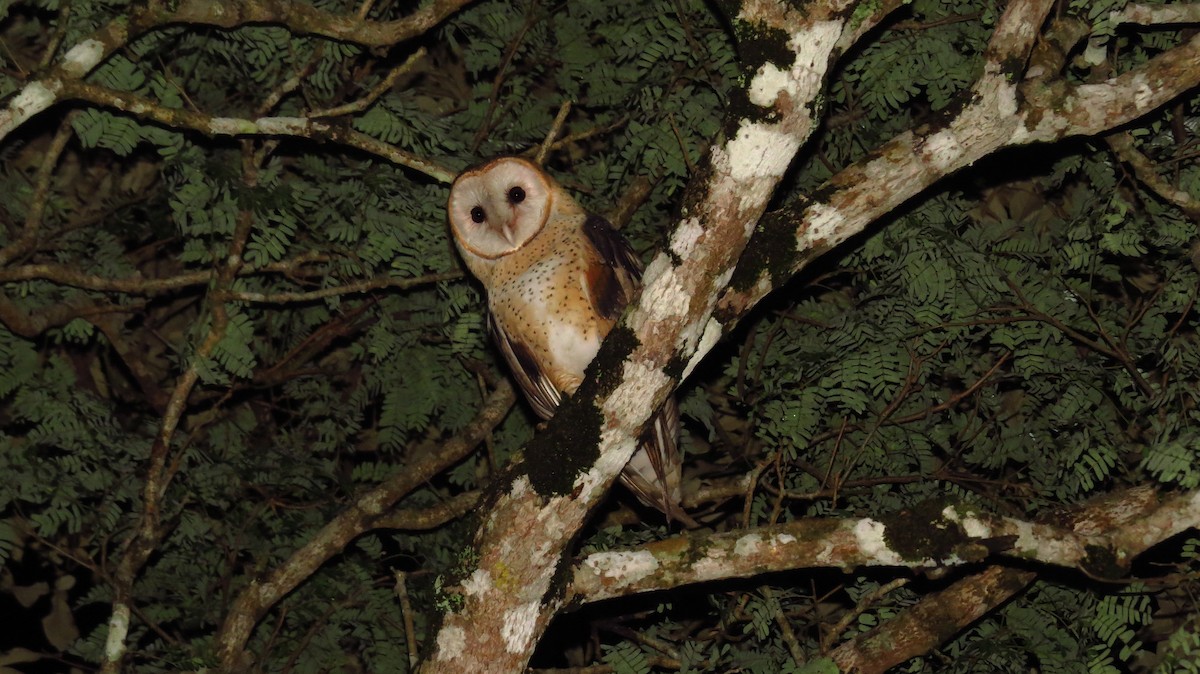Barn Owl - Jorge Muñoz García   CAQUETA BIRDING