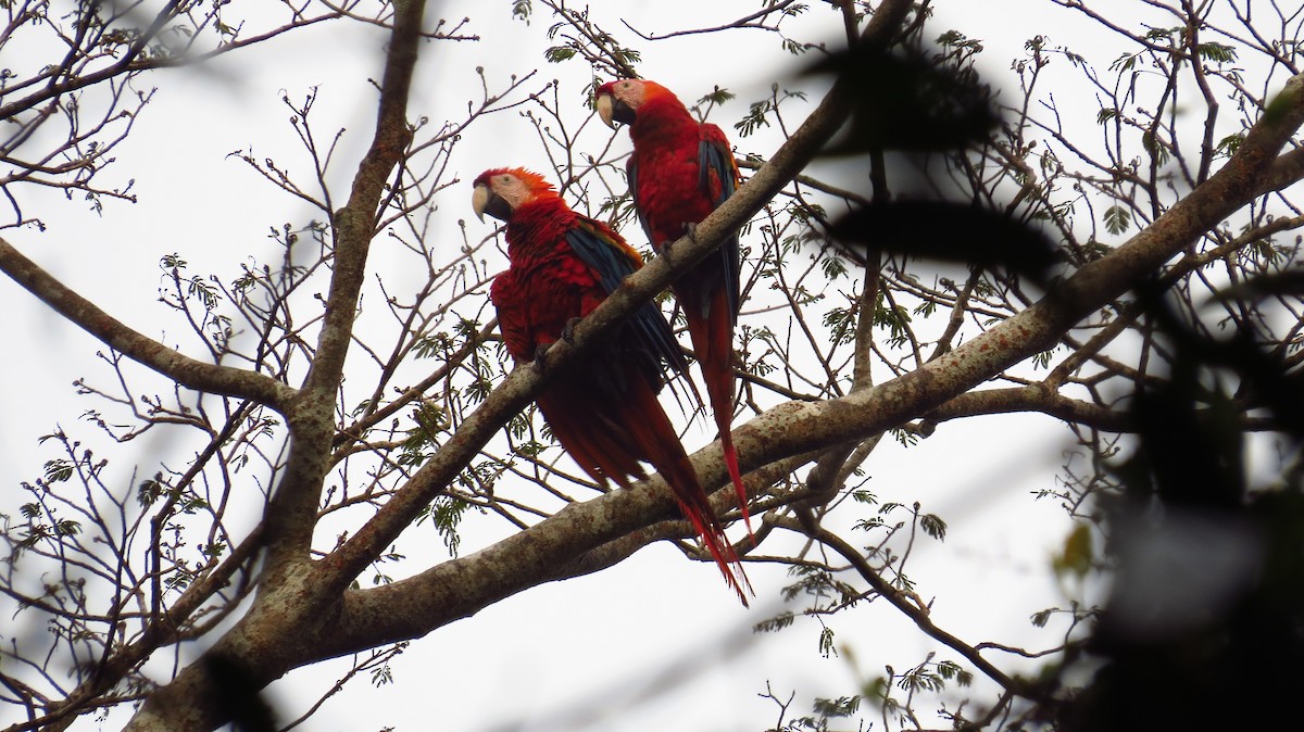 Scarlet Macaw - Jorge Muñoz García   CAQUETA BIRDING