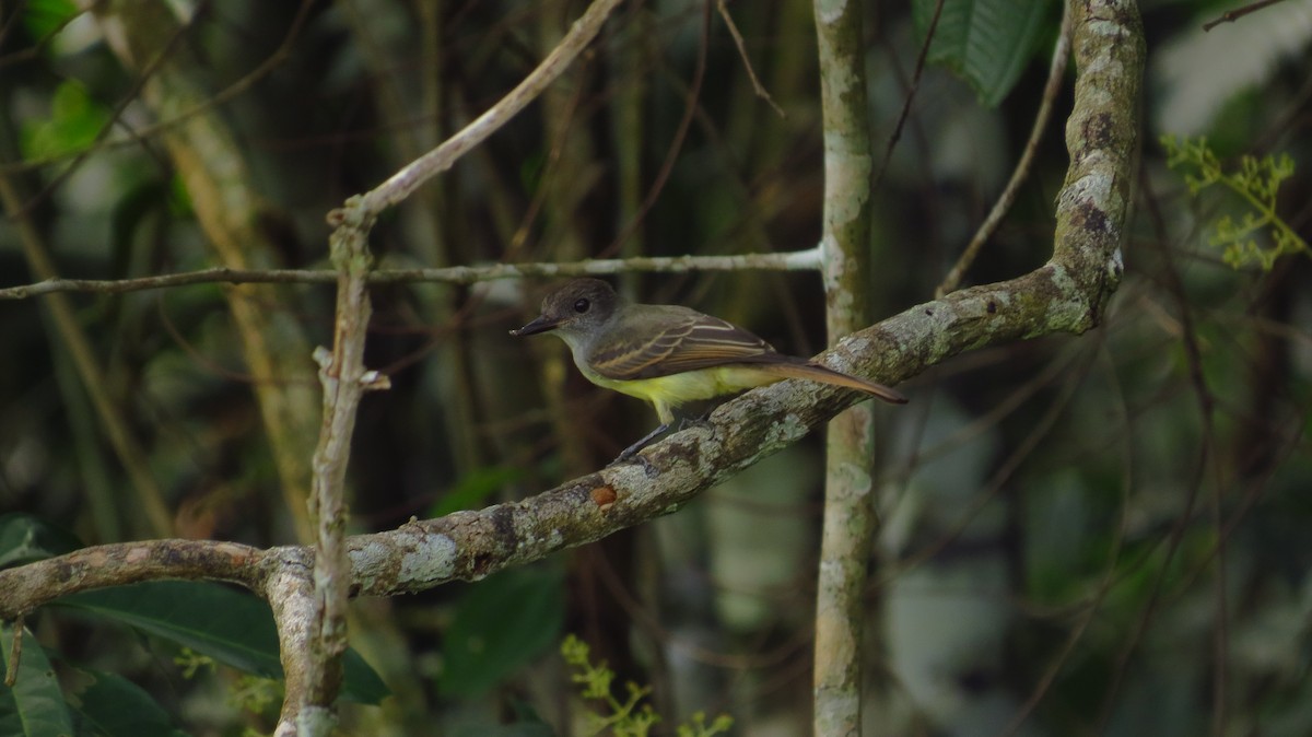 Great Crested Flycatcher - ML98148111