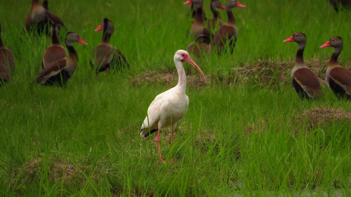 White Ibis - Jorge Muñoz García   CAQUETA BIRDING