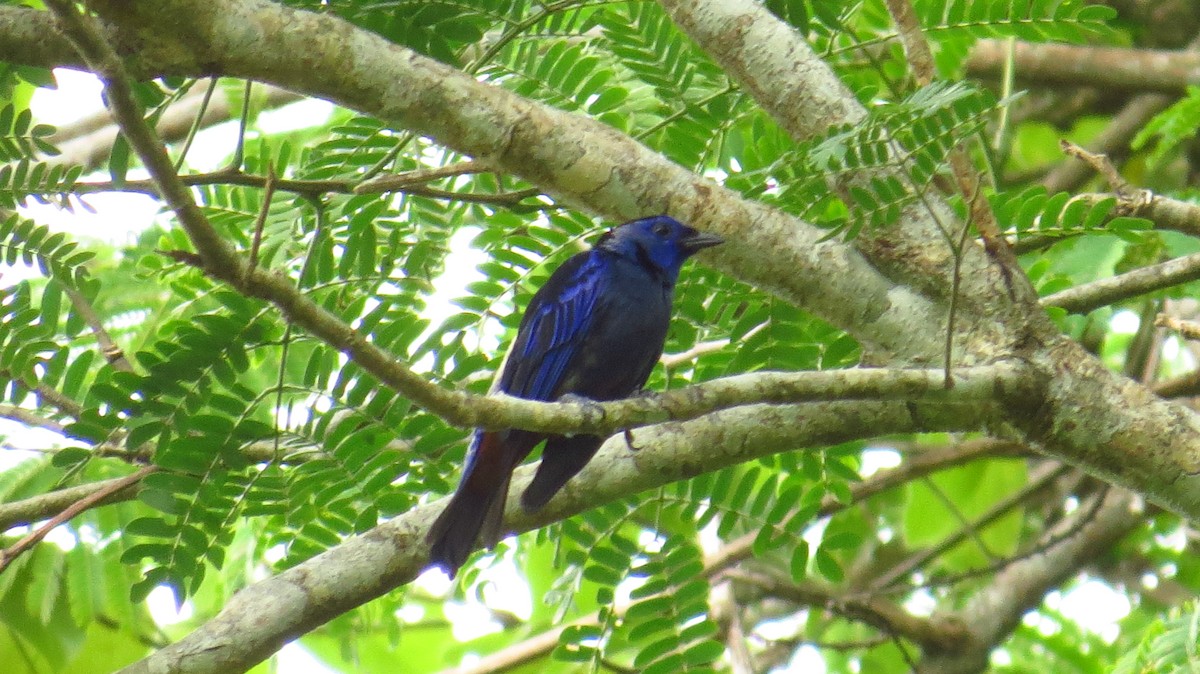 Opal-rumped Tanager - ML98149191