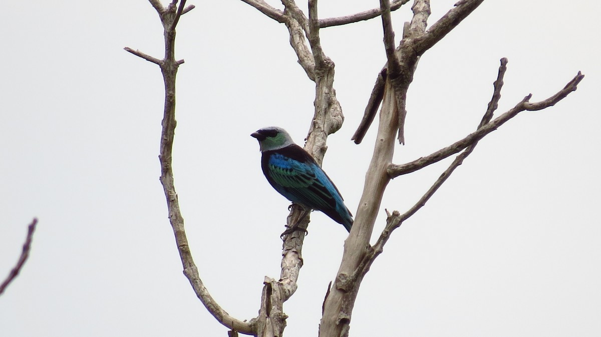 Masked Tanager - ML98149231