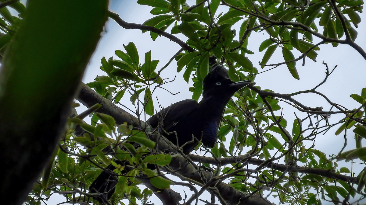 Amazonian Umbrellabird - Jorge Muñoz García   CAQUETA BIRDING