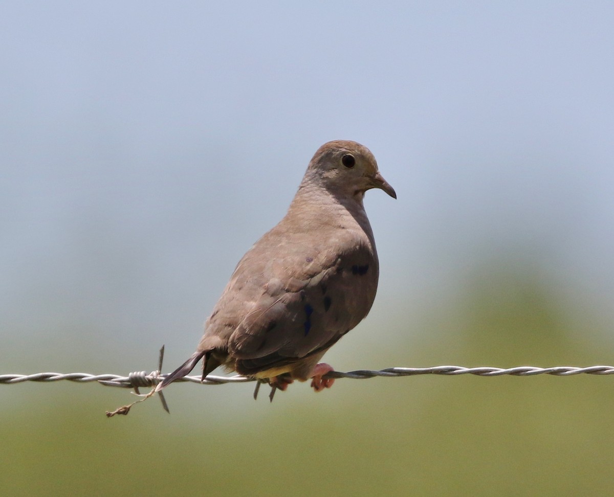 Plain-breasted Ground Dove - Tom Benson