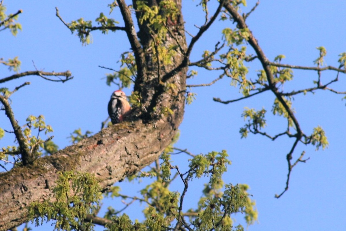 Middle Spotted Woodpecker - ML98154171