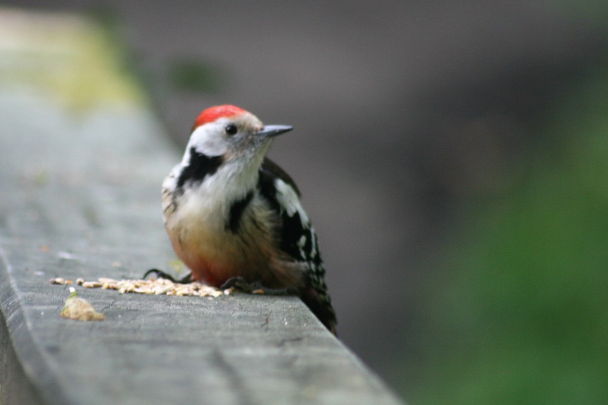 Middle Spotted Woodpecker - ML98154191