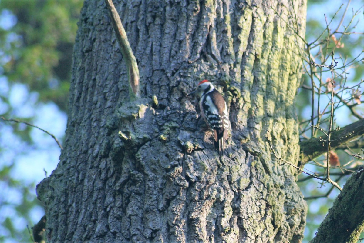 Middle Spotted Woodpecker - ML98154201