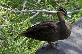 Pacific Black Duck, ML98155871