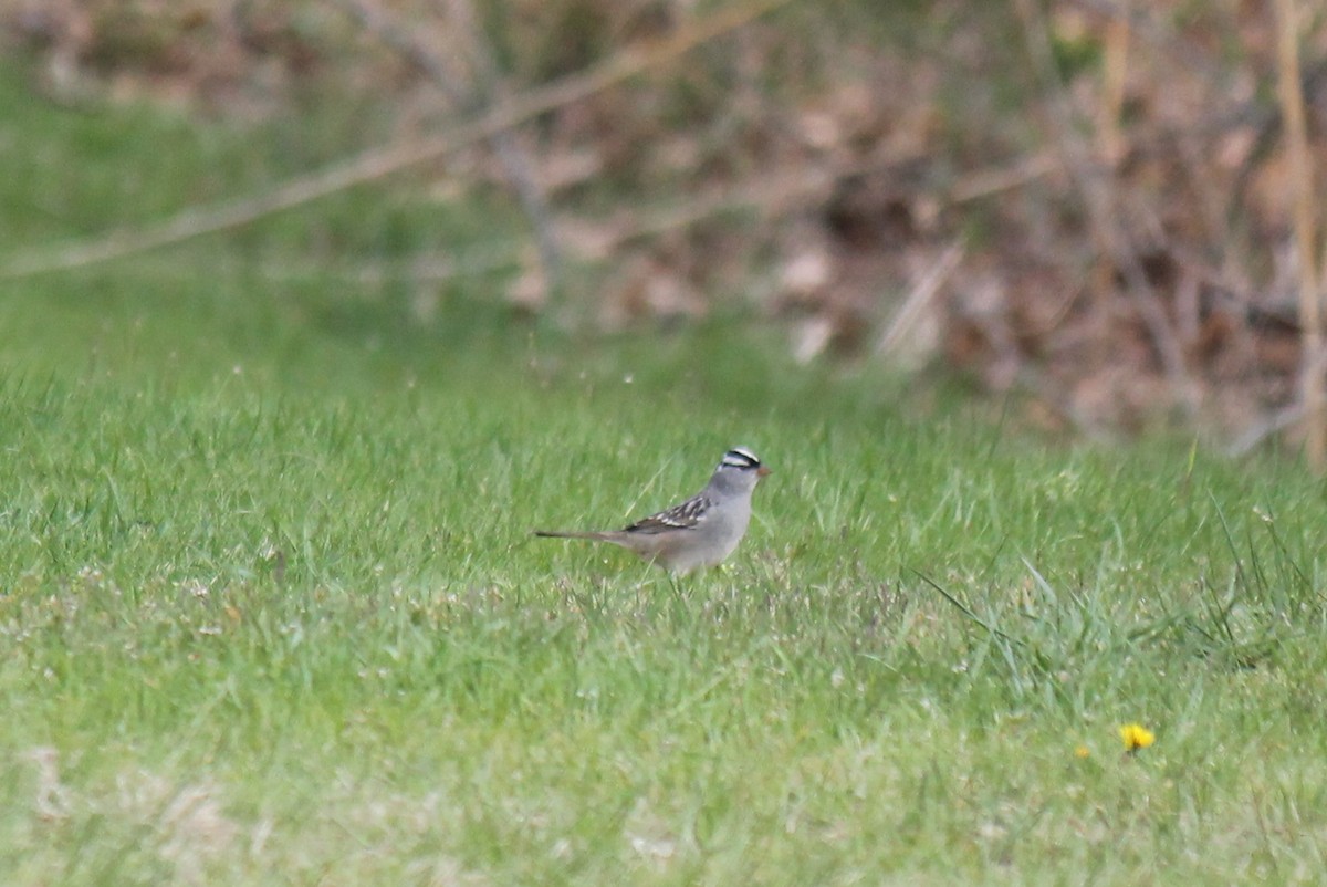 White-crowned Sparrow - ML98156751