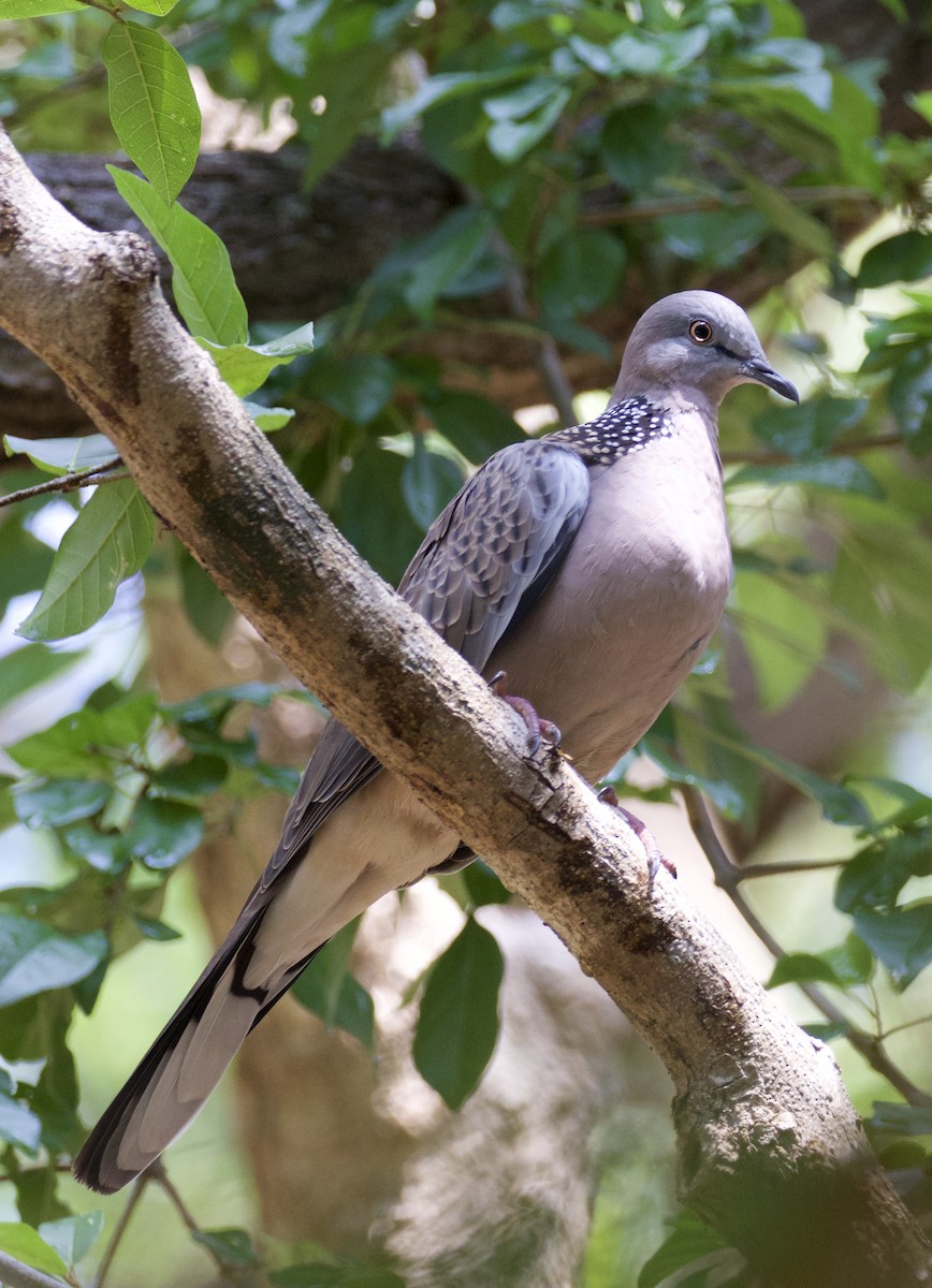 Spotted Dove - Arnold Skei