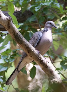 Spotted Dove, ML98157071