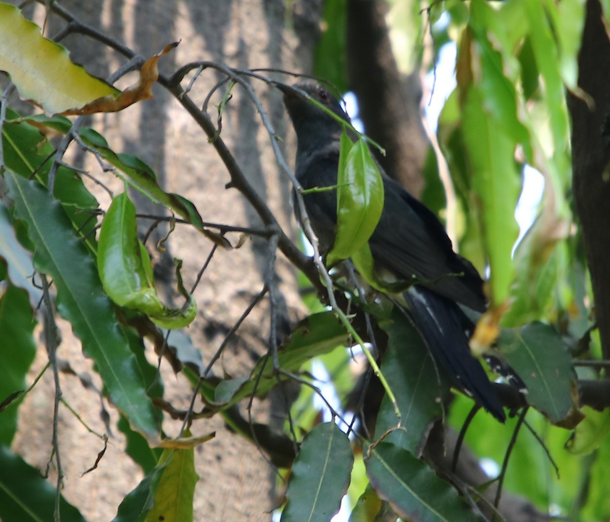 Gray-bellied Cuckoo - ML98157671