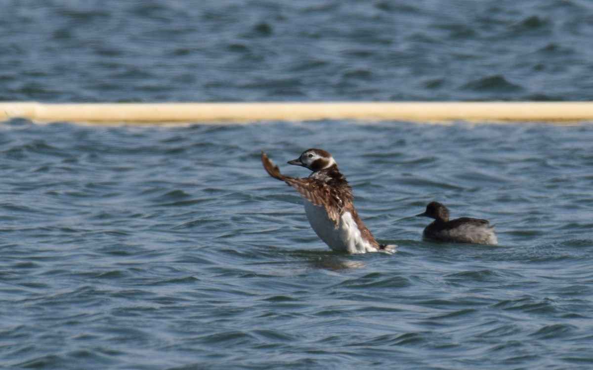 Long-tailed Duck - ML98161141