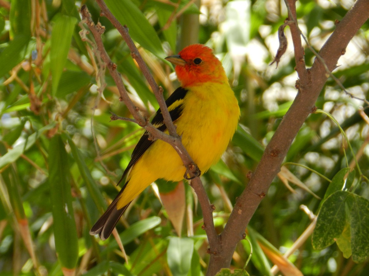 Western Tanager - ML98161861
