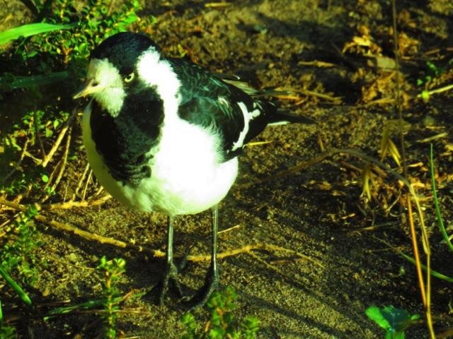Magpie-lark - Birdline Australia