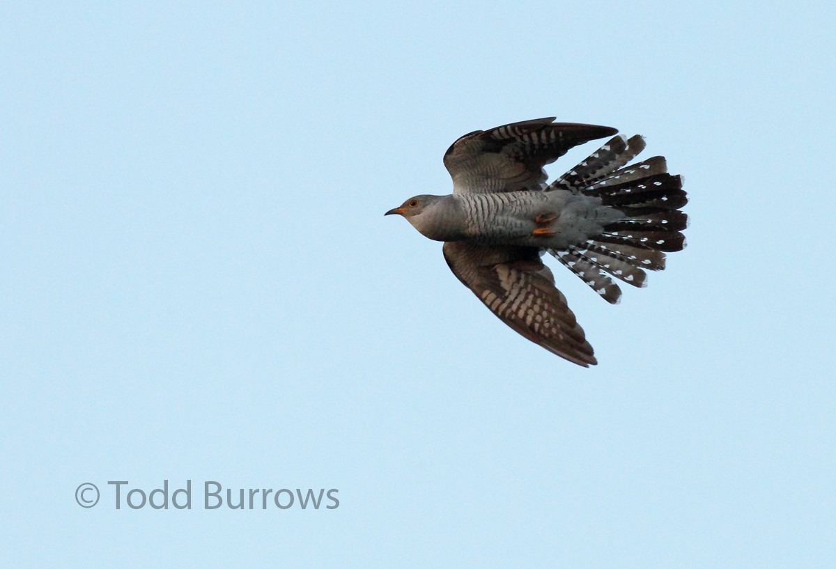 Common Cuckoo - Todd Burrows
