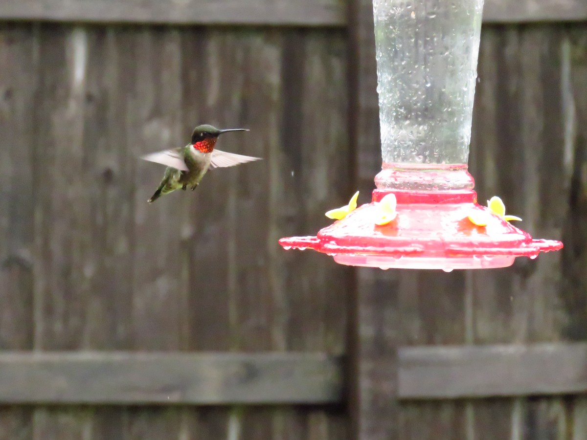 Ruby-throated Hummingbird - ML98164991