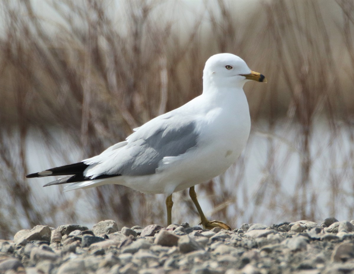 eBird Checklist 4 May 2018 Ryley Landfill 8 species