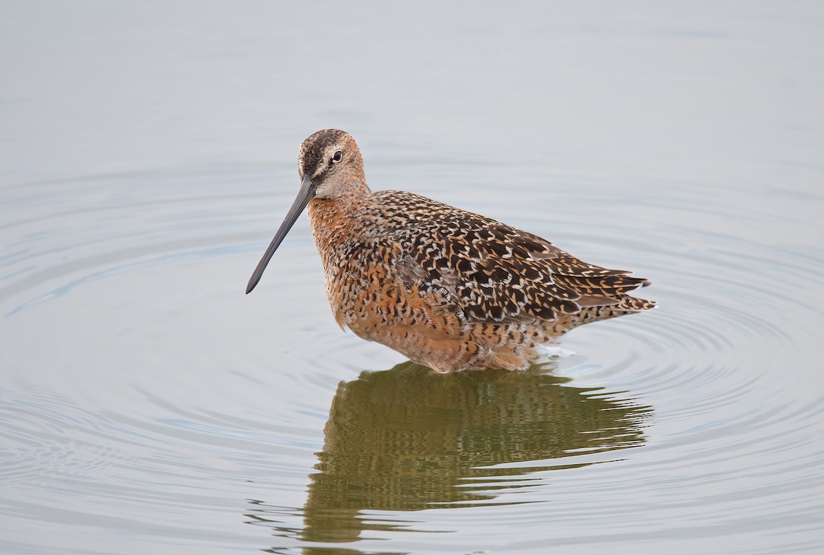 Long-billed Dowitcher - ML98166721