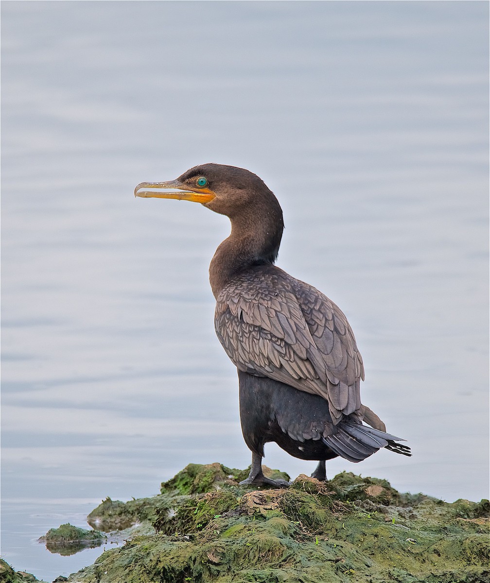Neotropic Cormorant - Harlan Stewart