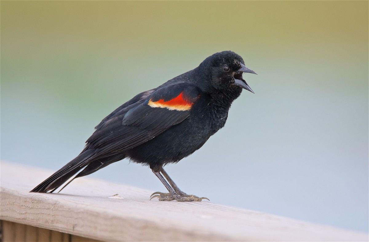 Red-winged Blackbird - ML98166971