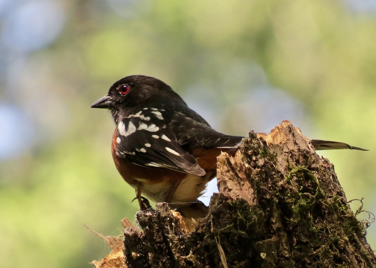 Spotted Towhee - ML98167841