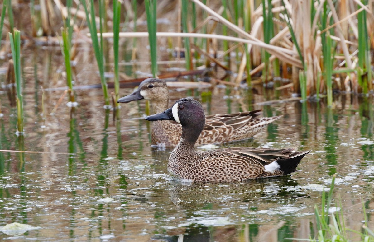 Blue-winged Teal - Timo Mitzen
