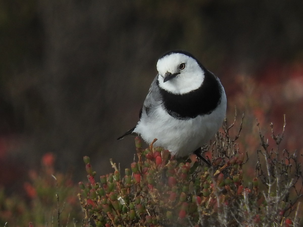 White-fronted Chat - George Vaughan