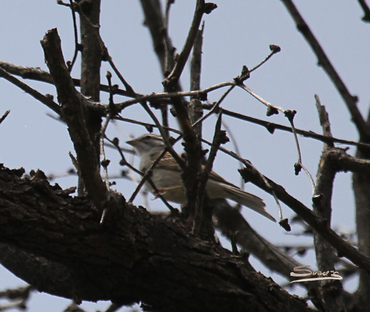 Chipping Sparrow - ML98170871