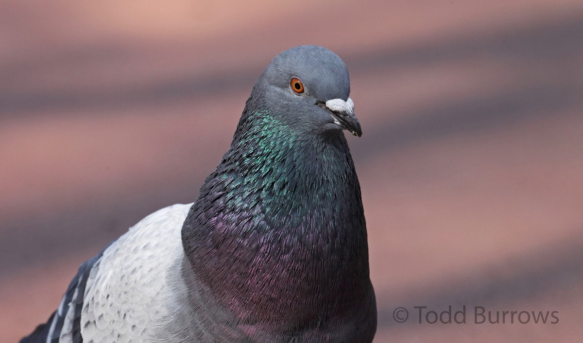 Rock Pigeon (Feral Pigeon) - Todd Burrows