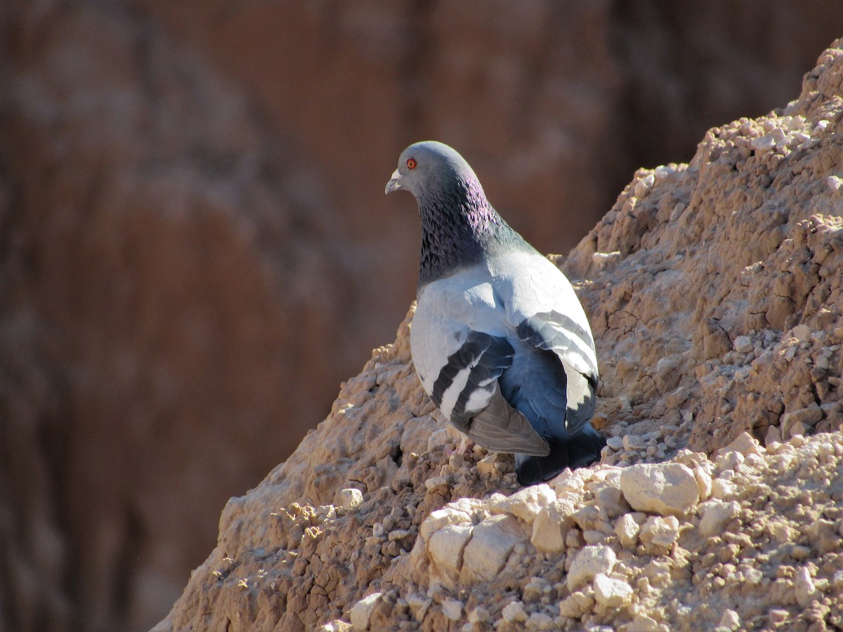 Rock Pigeon (Feral Pigeon) - David Poortinga