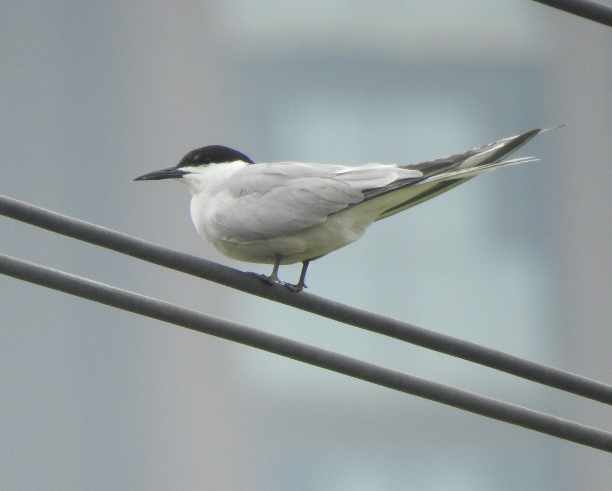 Common Tern - ML98175451