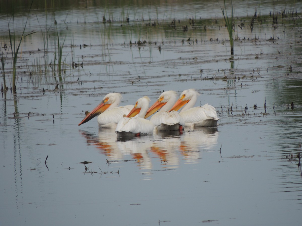 American White Pelican - Kerry Turley