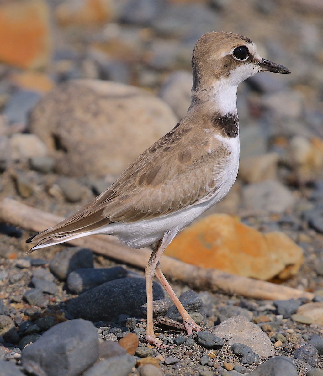 Collared Plover - ML98178711