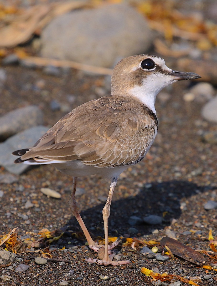 Collared Plover - ML98178721