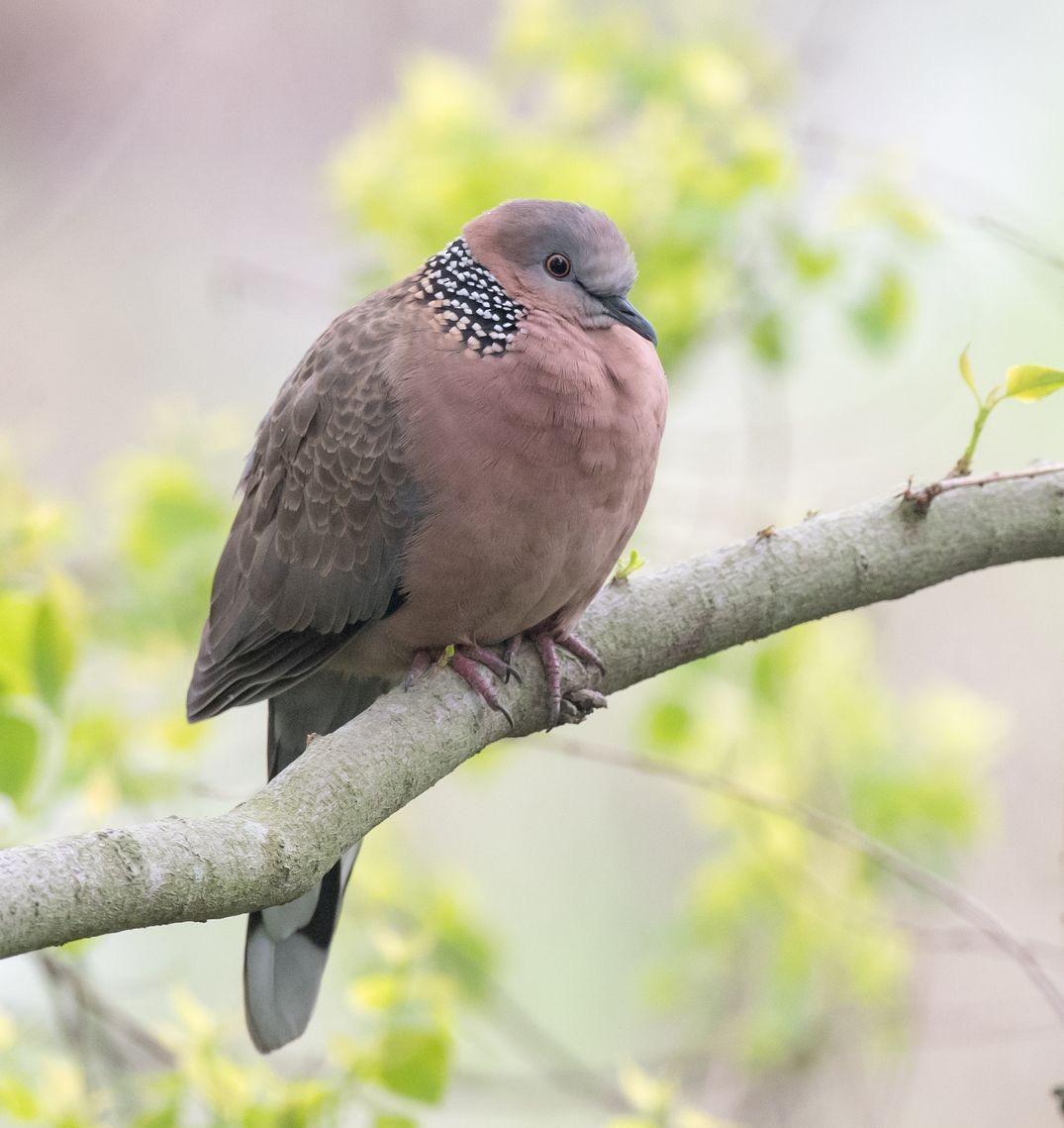 Spotted Dove - ML98179671