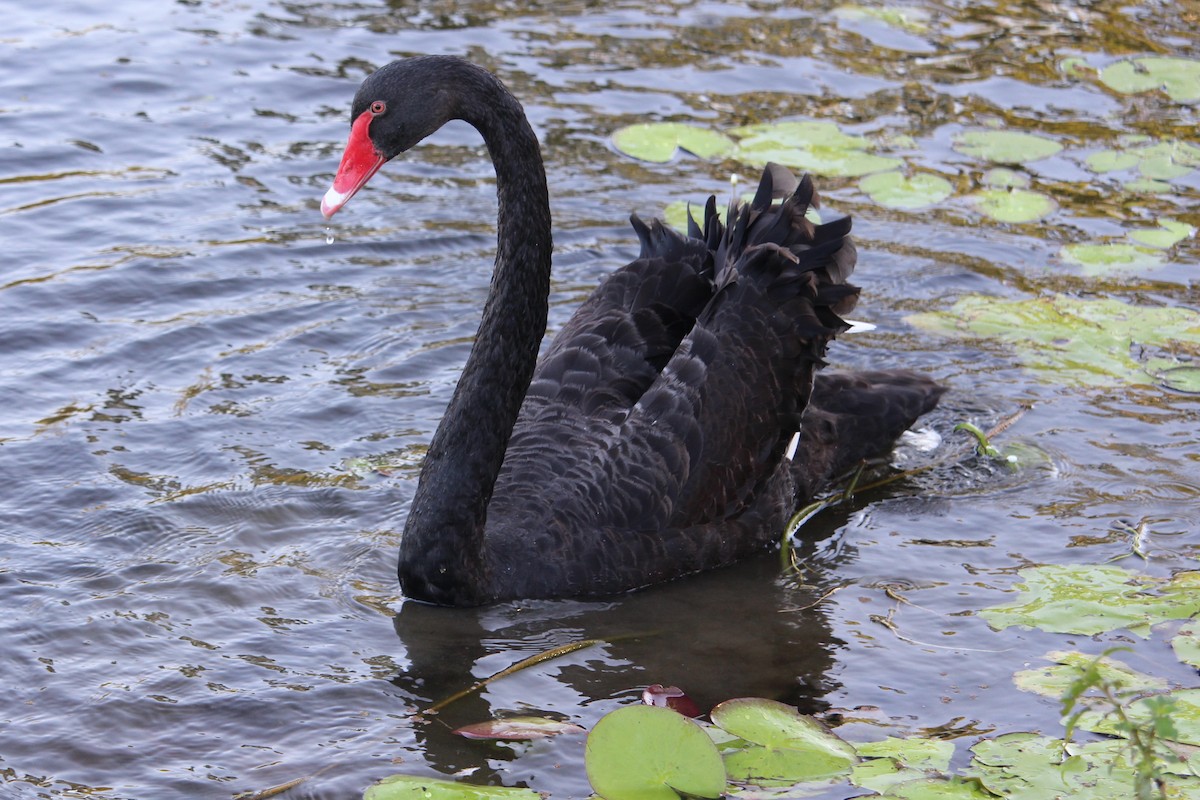 Black Swan - ML98180021