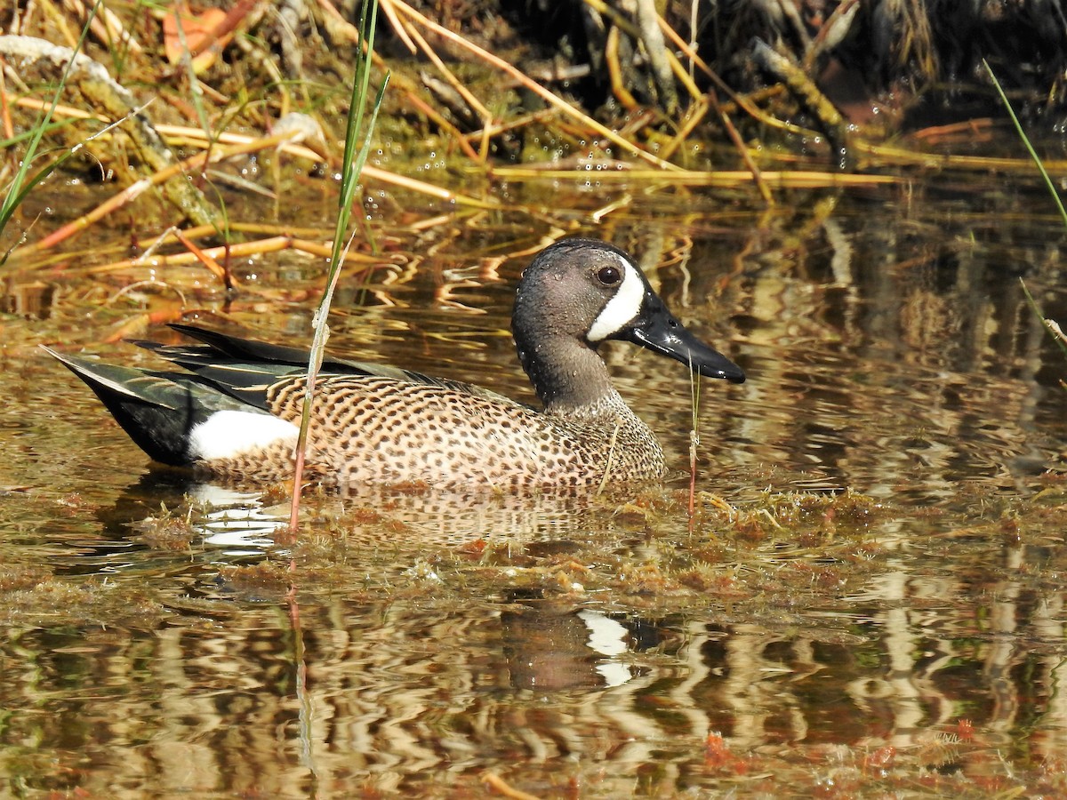Blue-winged Teal - ML98183601